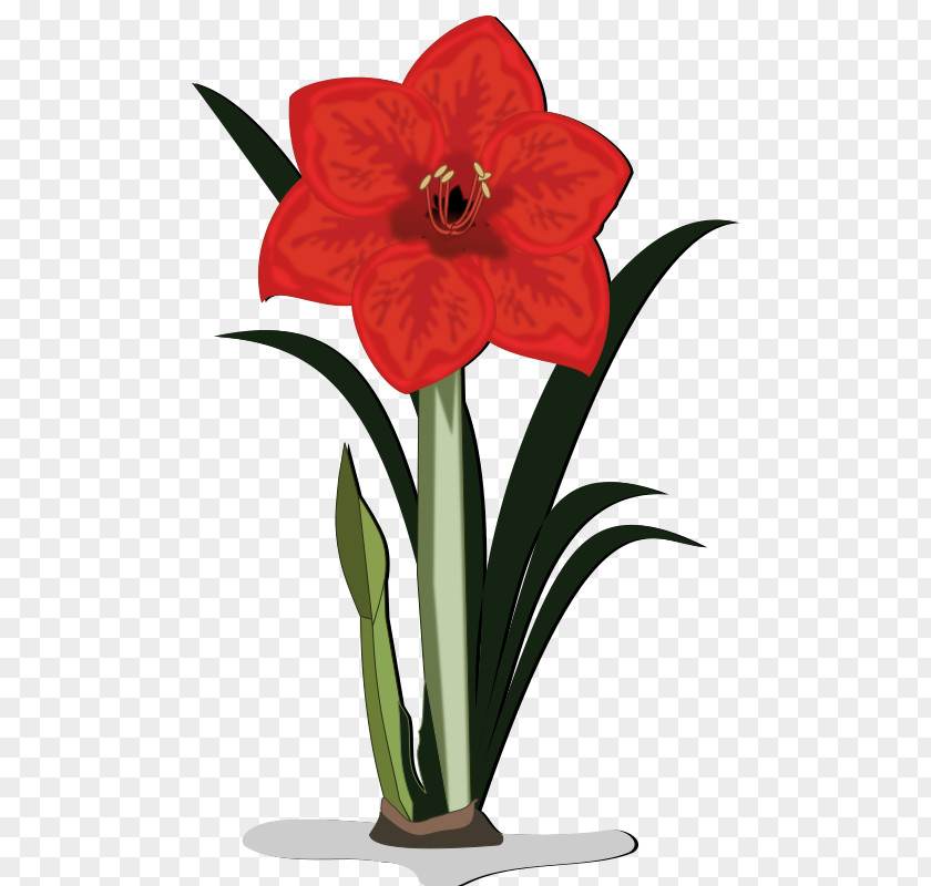 Water Flower Amaryllis Clip Art PNG