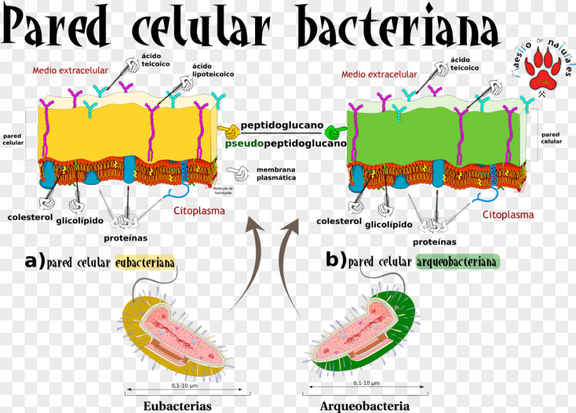 Bacterial Map Graphics Diagram Organism Line PNG