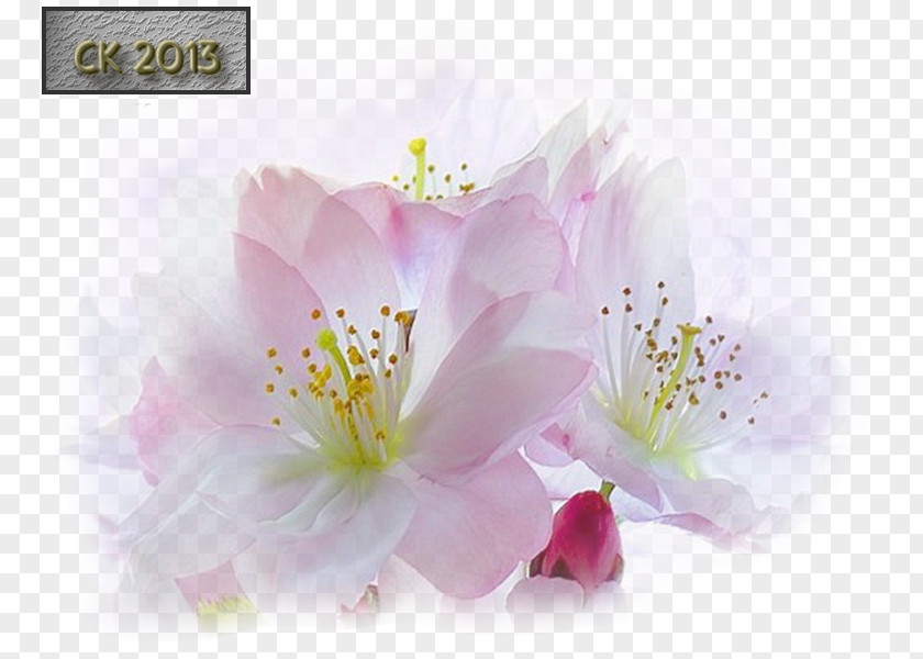 Cherry Blossom Desktop Wallpaper Flowering Plant Petal PNG
