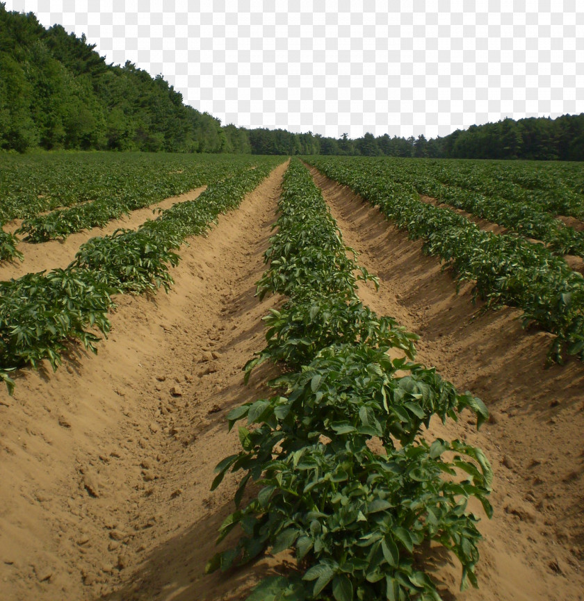 Farm Vegetable Garden Potato Cultivation Base Agriculture Harvest Pixabay PNG