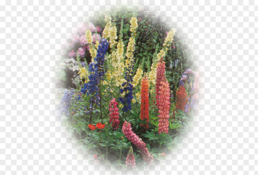 Lupins Lupin Limited Annual Plant Lavender PNG