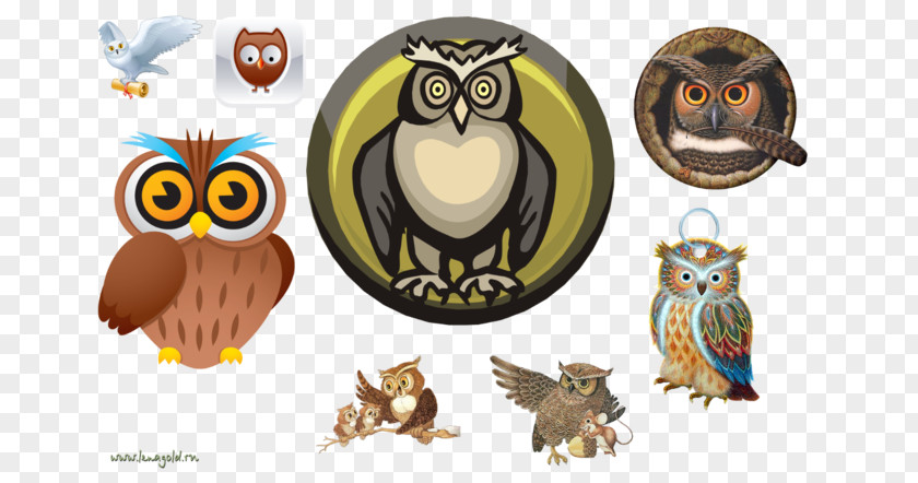 Owl Bird Clip Art PNG