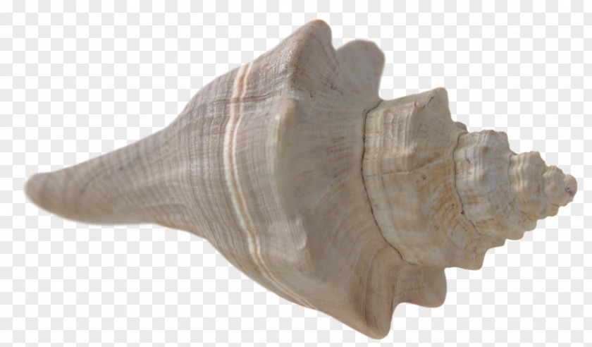 Seashell Beach PNG