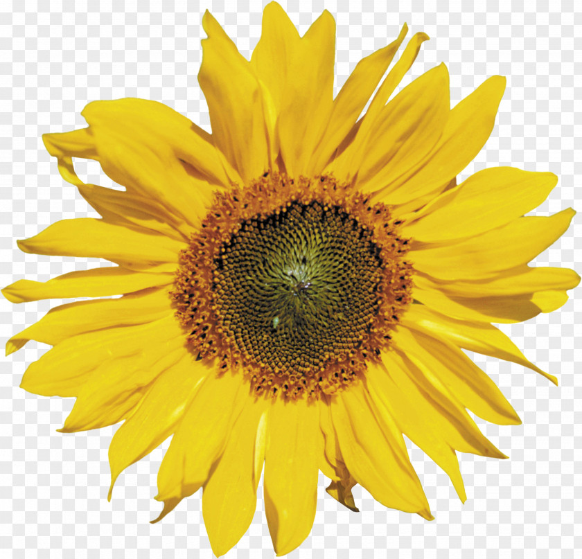 Sunflower Common Clip Art PNG