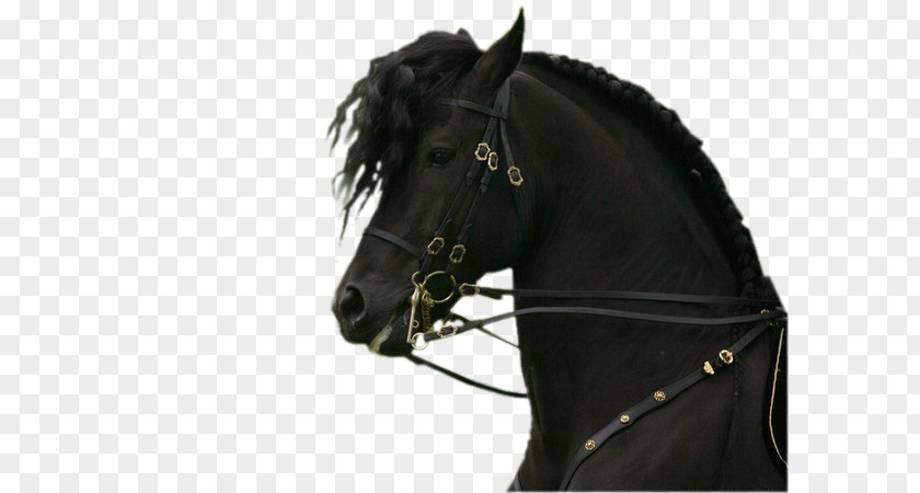 Andalusian Horse Friesian Stallion Mare Bridle PNG