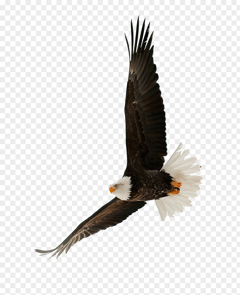Eagle The Bald Stock Photography Bird PNG