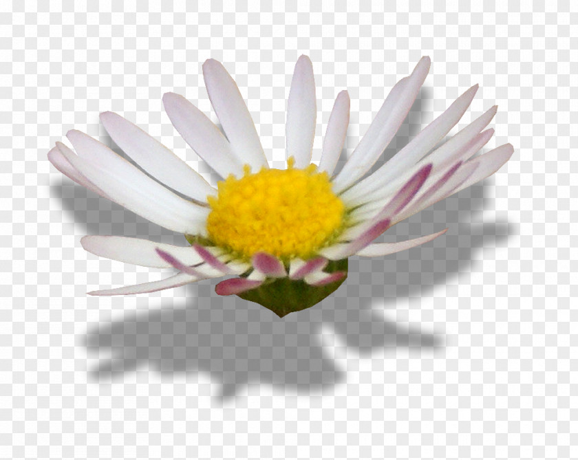 Flower Common Daisy Oxeye Image Editing PNG