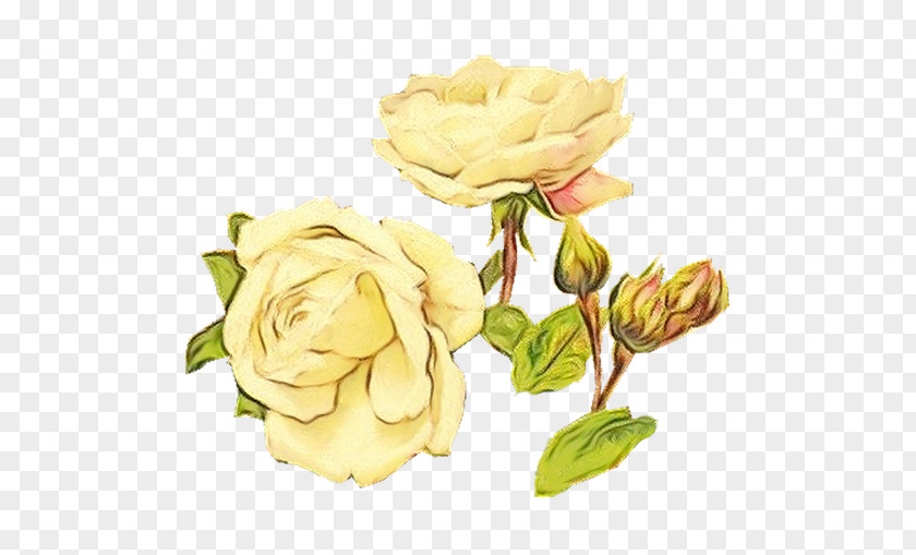 Garden Roses PNG