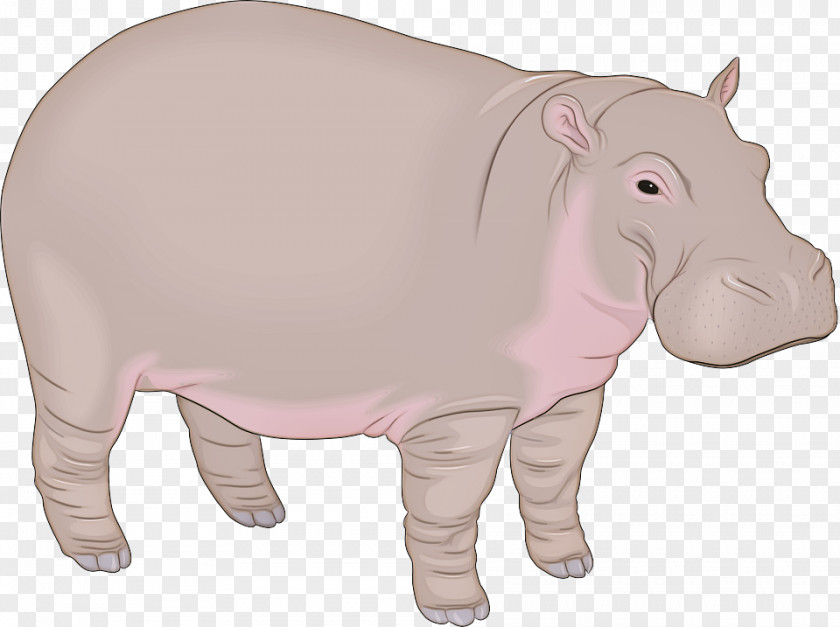 Suidae Livestock Elephant Background PNG