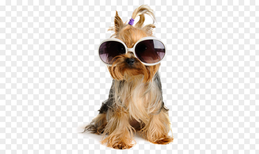 Sunglasses Yorkshire Terrier Labrador Retriever Puppy Stock Photography PNG
