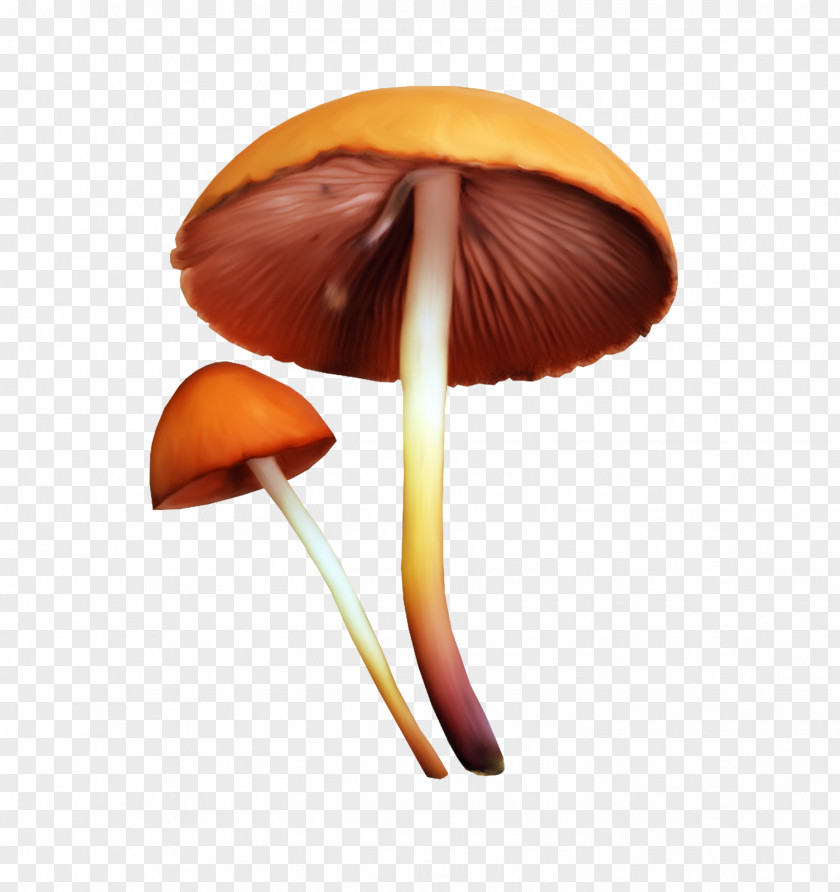 Teepee Mushroom Fungus Clip Art PNG