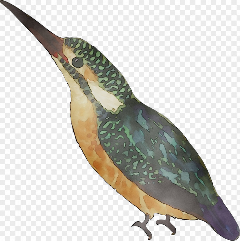 Beak Water Bird Feather Fauna PNG