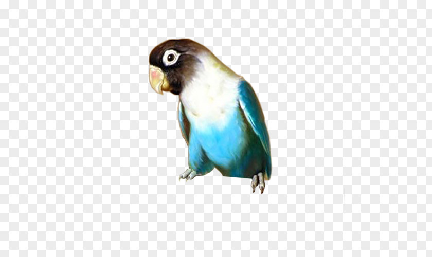Bird Budgerigar Lovebird Parakeet Blog PNG