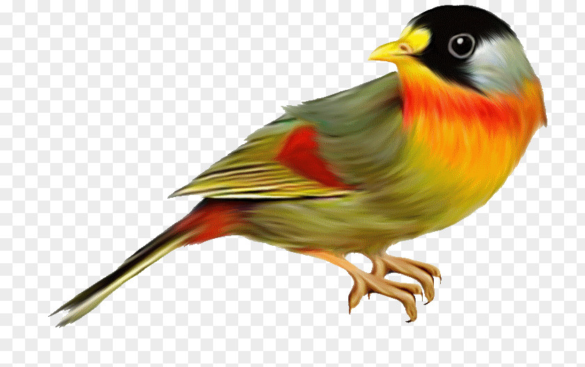 Bird The Birds Of Australia Clip Art PNG