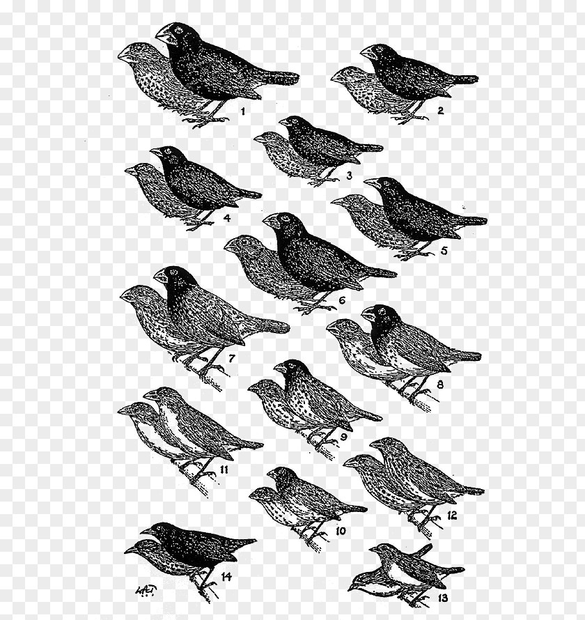 Darwin's Finches Galápagos Islands Drawing American Sparrows PNG