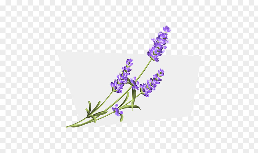 Flower English Lavender PNG