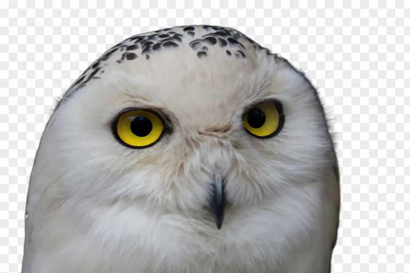 Wildlife Closeup Owl Bird Snowy Of Prey Beak PNG