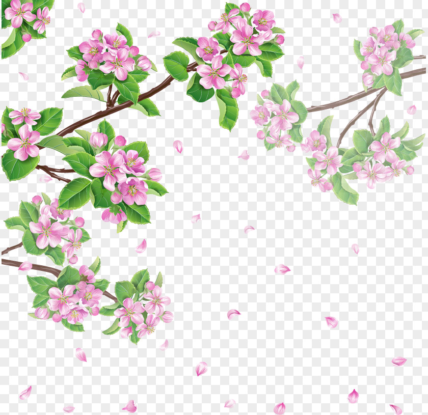 Cherry Blossoms Spring Flower Blossom PNG