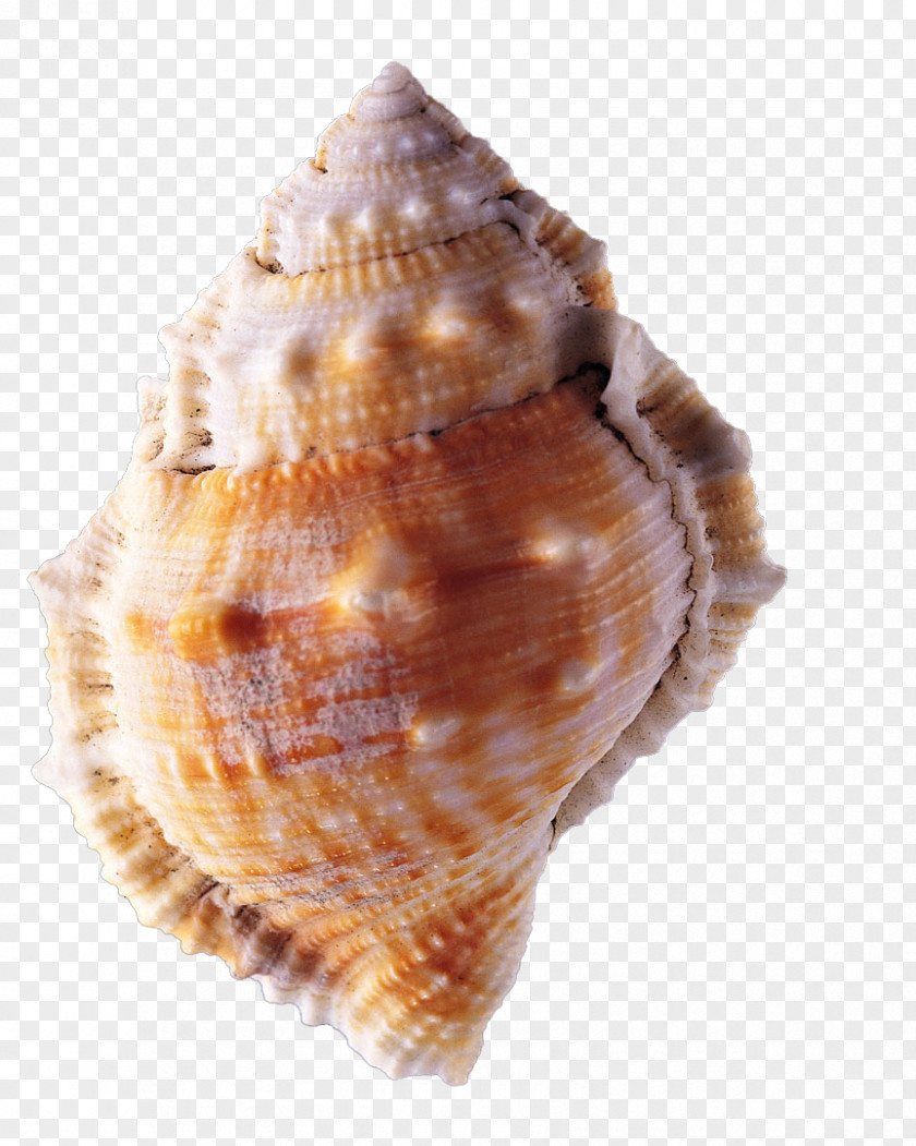 Conch Mussel Seashell PNG