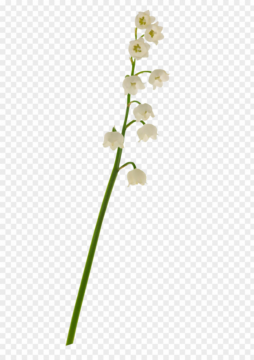 Lily Of The Valley Euclidean Vector PNG