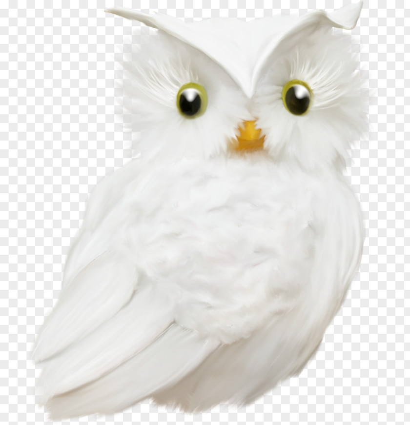Owl Bird Animal Beak Feather PNG