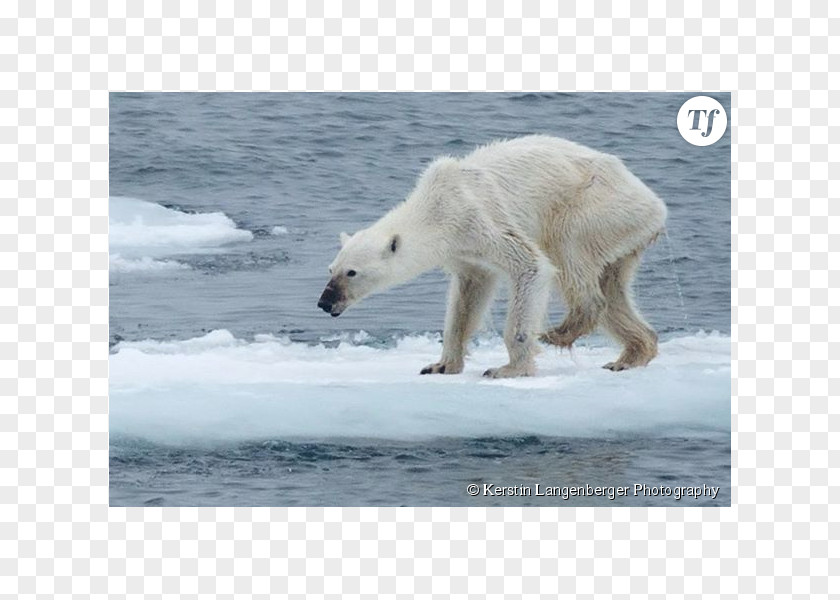 Photographe Baby Polar Bears Arctic Eurasian Brown Bear Walrus PNG