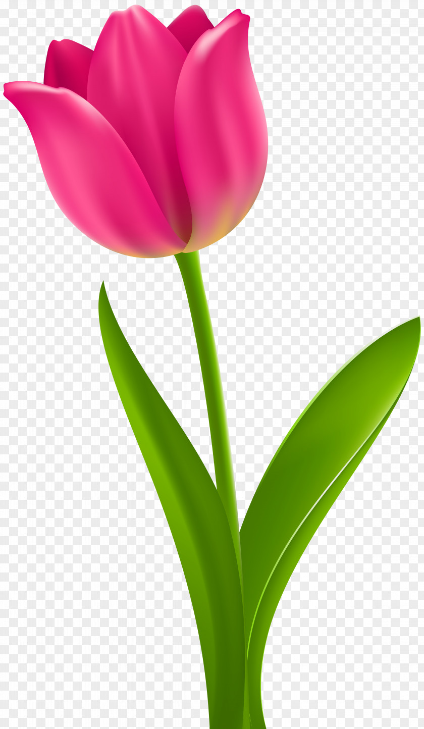 Pink Tulip Flower Desktop Wallpaper Clip Art PNG