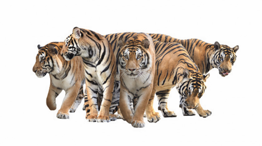Tiger Bengal Stock Photography White PNG
