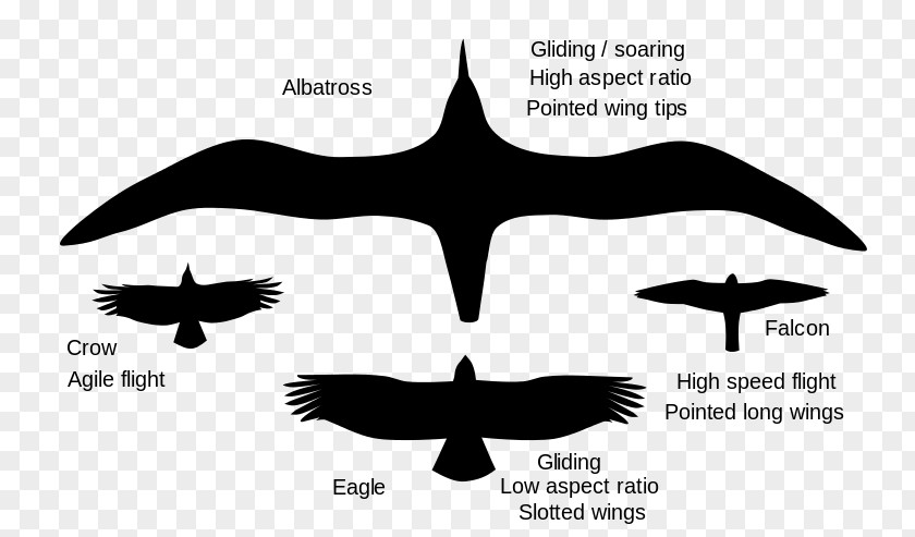 Bird Flight Wing Animal Locomotion PNG