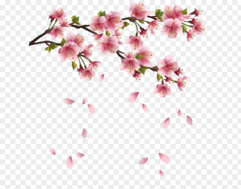 Cherry Blossom Japan PNG
