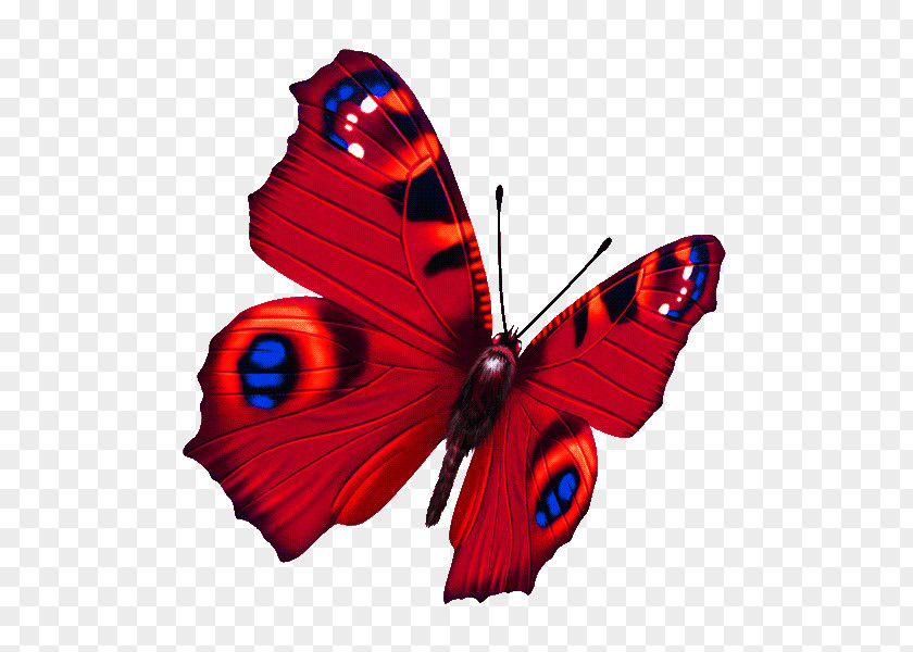 Colorful Butterfly Papillon Dog PNG