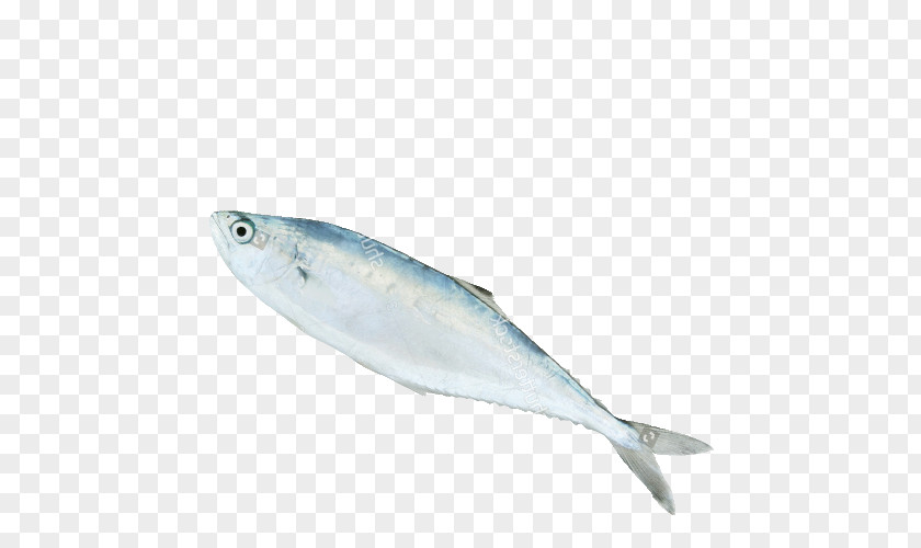 Fish Sardine Products Mackerel Oily 09777 PNG