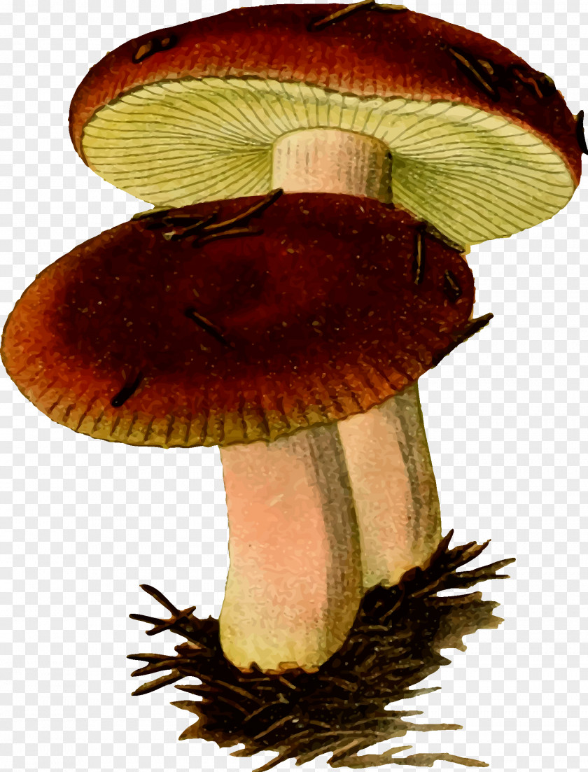 Fungi Russula Emetica Mushroom Fungus Clip Art PNG