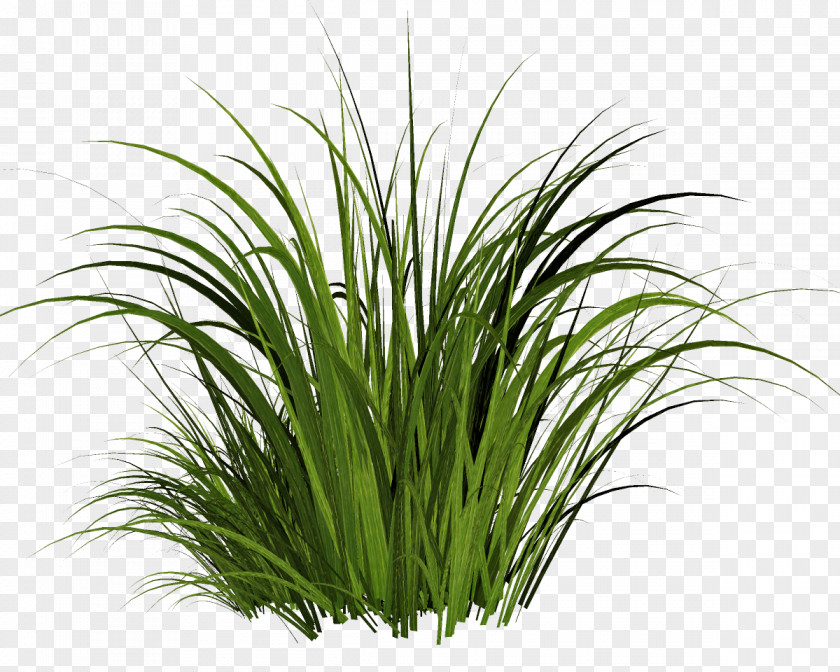 Grass Lawn Rendering Clip Art PNG