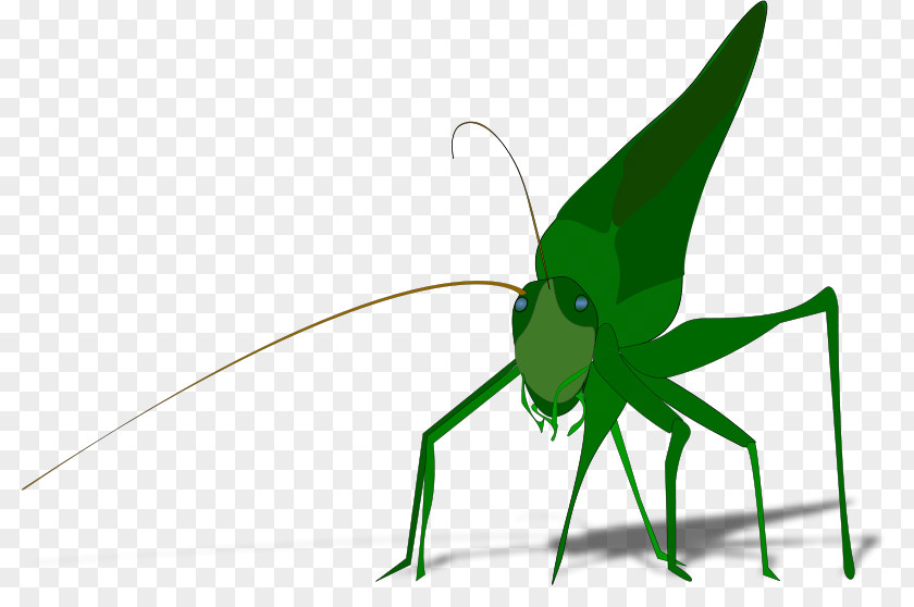 Grasshopper The Ant And Insect Clip Art PNG