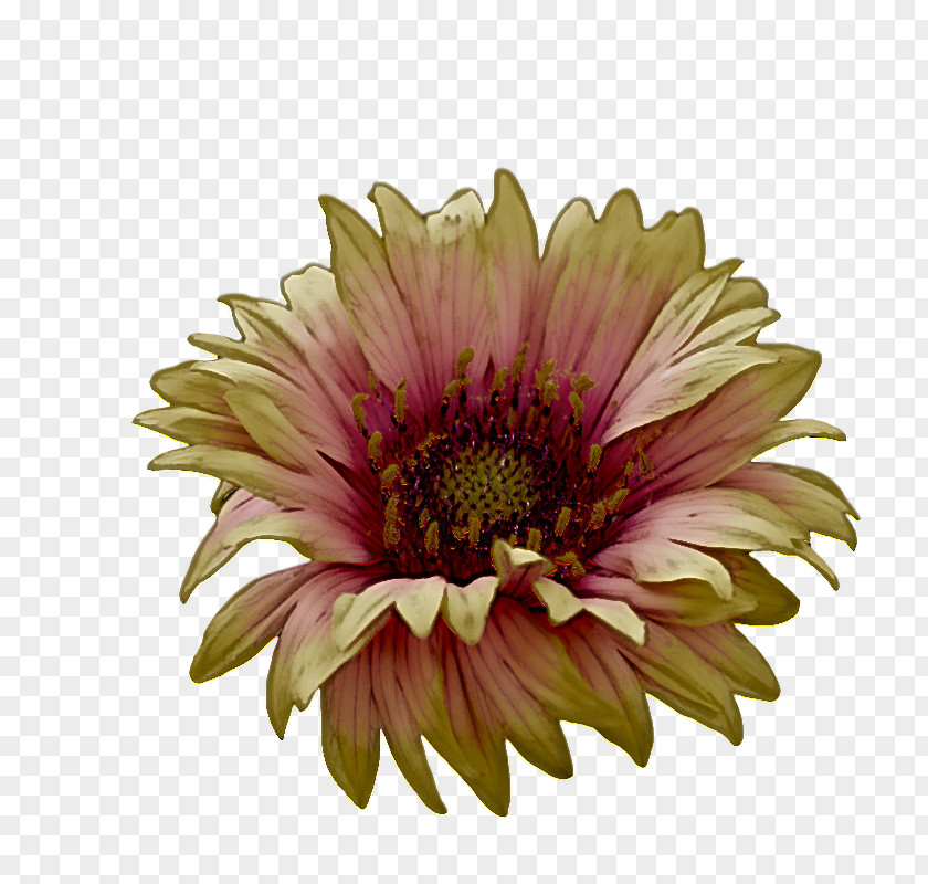 Transvaal Daisy Annual Plant Chrysanthemum Cut Flowers Blanket PNG