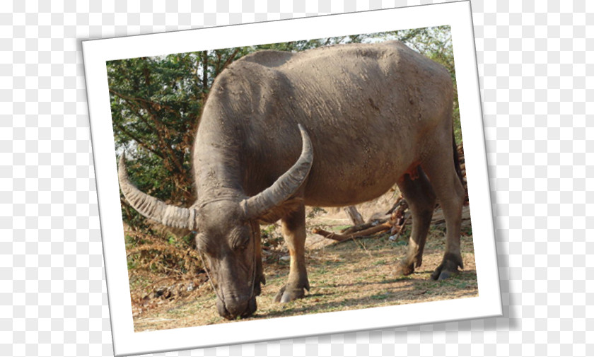 Wild Water Buffalo Cattle Tamaraw American Bison PNG