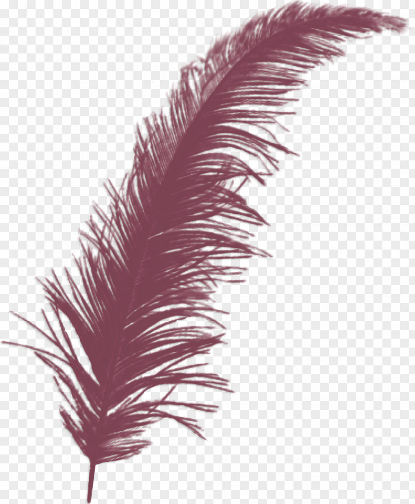 Feather Quill Pens Bird PNG