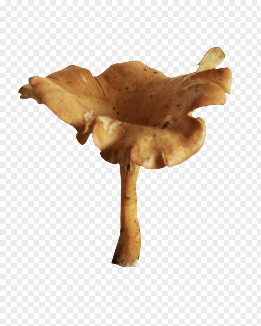 Mushroom Drawing PNG