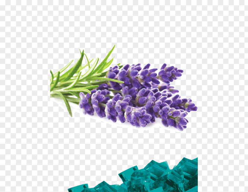 Oil English Lavender Terpene Terpineol Essential PNG