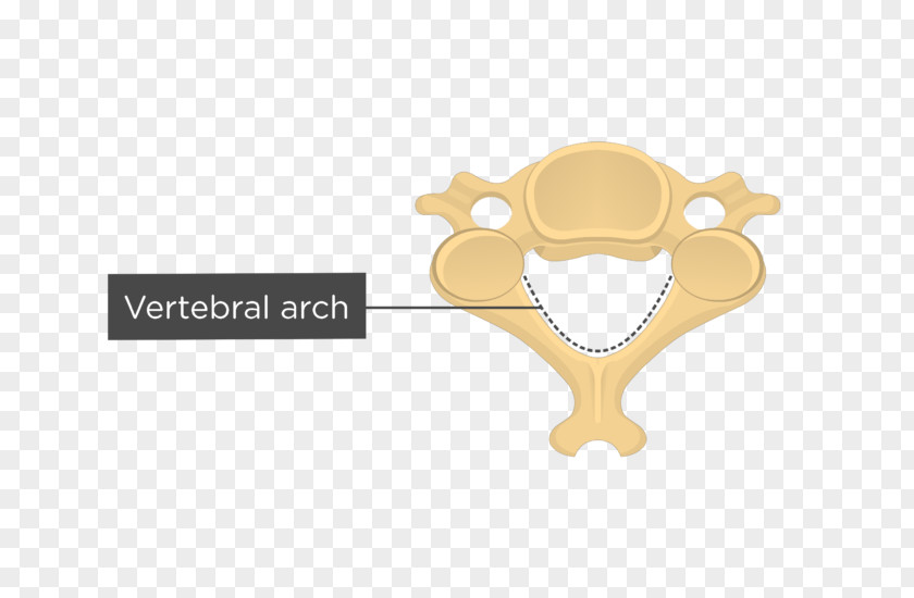 Cervical Vertebrae Axis Thoracic Human Vertebral Column PNG