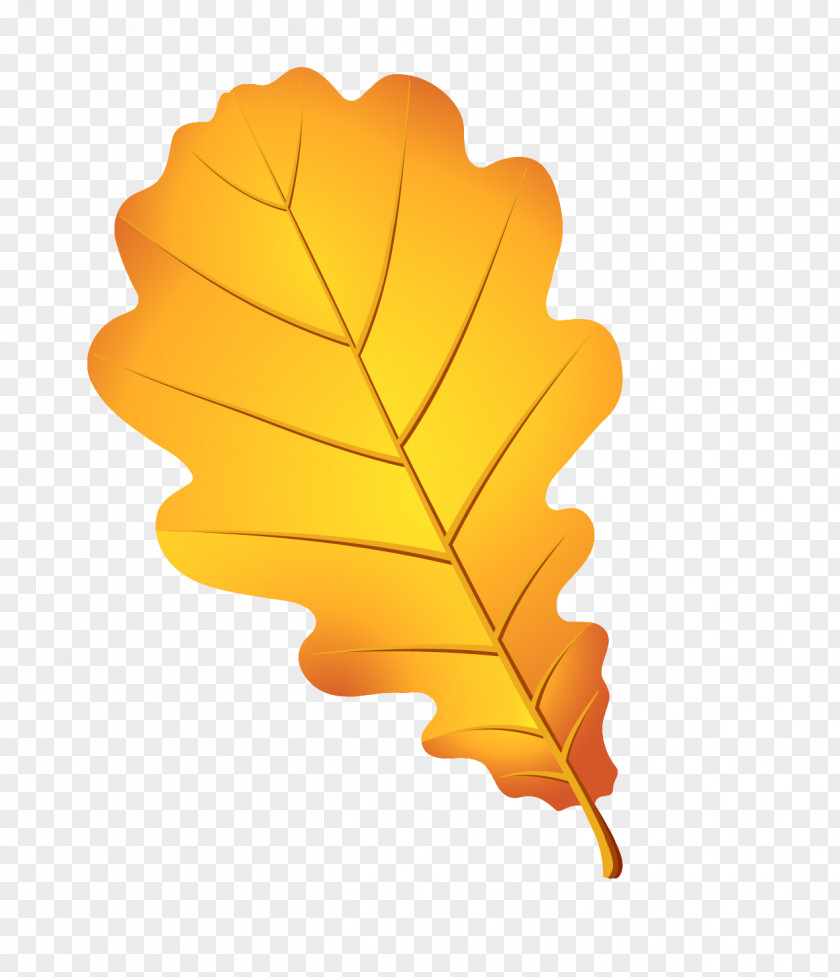 Leaf Oak Cluster English Tree Drawing PNG