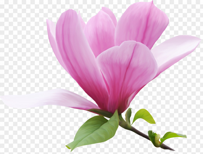 Lilac Close-up Plant Stem Herbaceous PNG