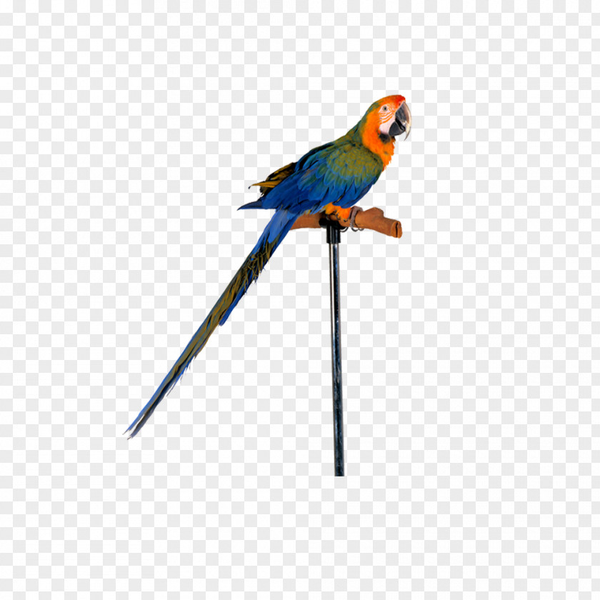 Parrot Lovebird True Macaw PNG