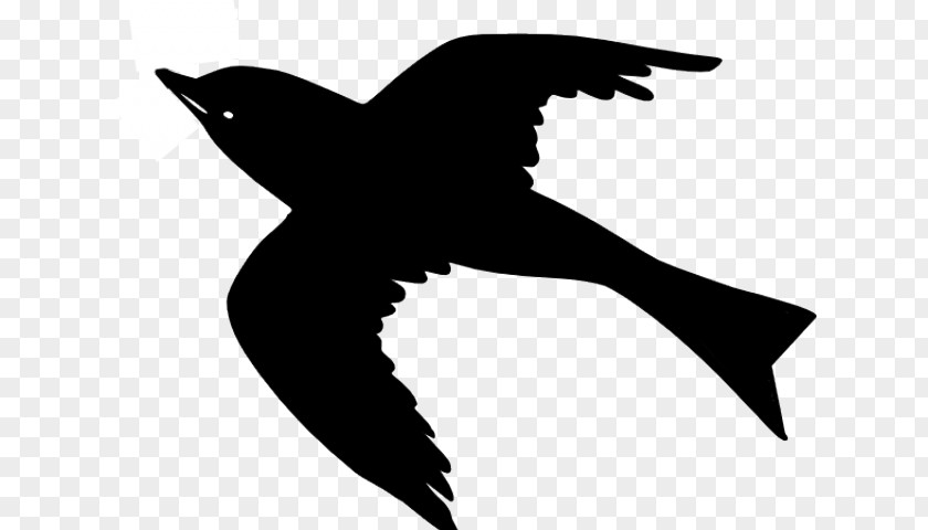 Perching Bird Seabird Common Blackbird Flight Crows Silhouette PNG
