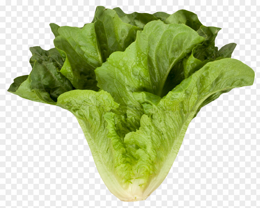 Romaine Cos Lettuce Vegetable Leaf PNG