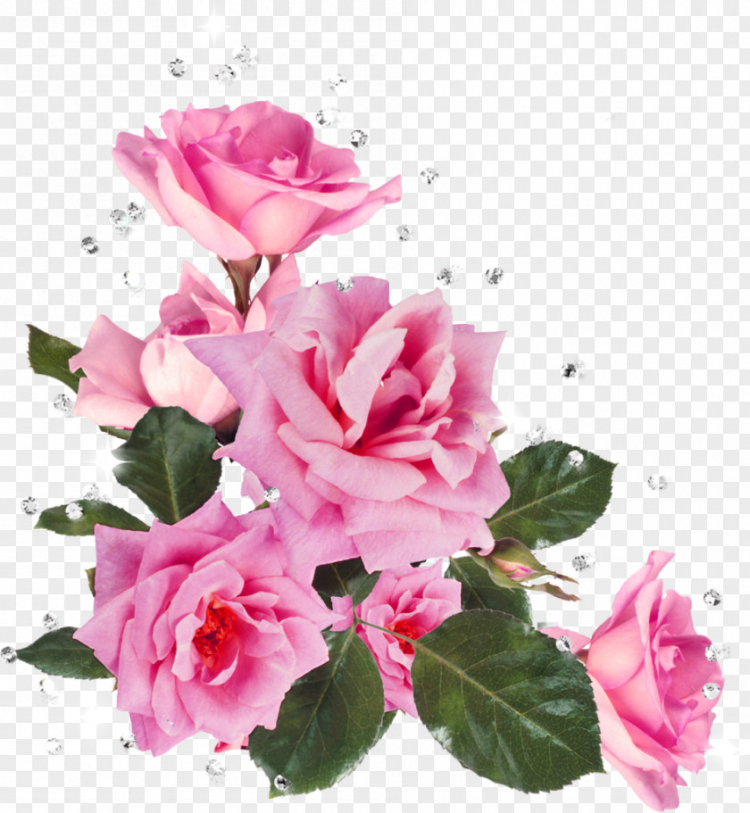 Rose Gold Still Life: Pink Roses Flower Garden Stock Photography Clip Art PNG