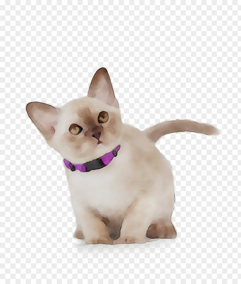 Tonkinese Cat Siamese Kitten Whiskers Dog PNG