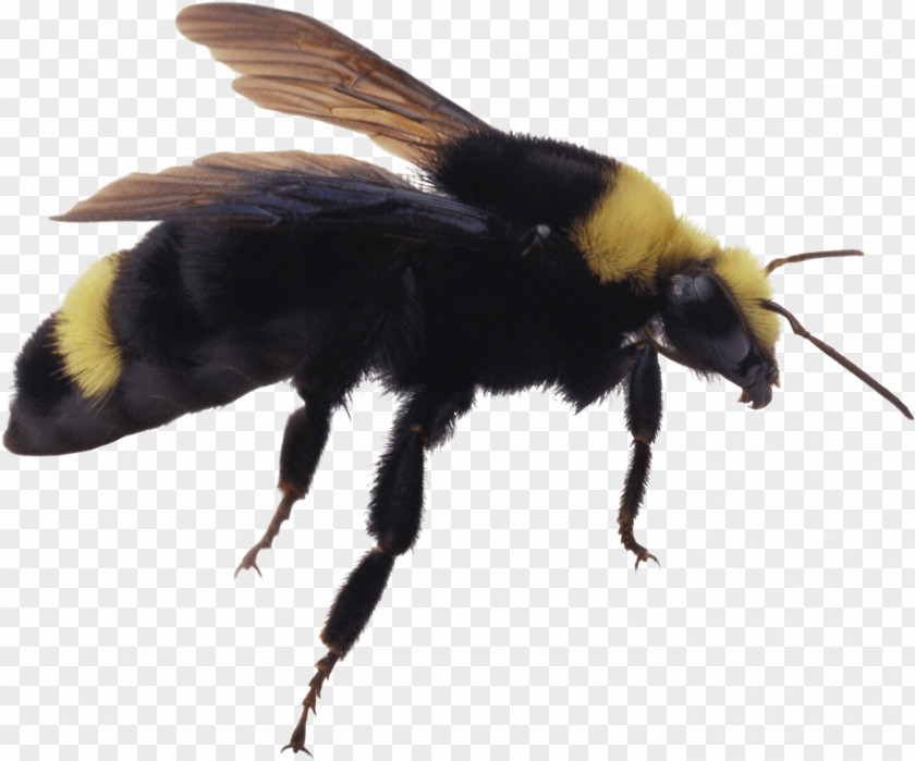 Bee Image Western Honey Insect PNG