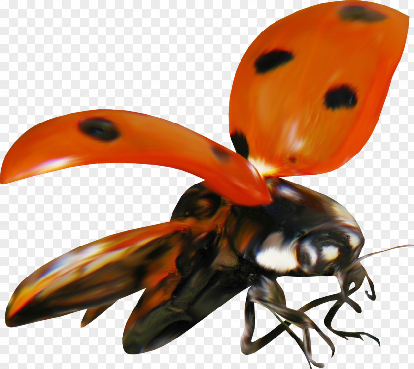 Beetle Ladybird Clip Art Image PNG